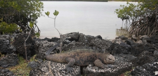 V zálivu Tortuga na ostrově Santa Cruz se černí leguáni s prehistorickými hřebeny vyhřívají na slunci.