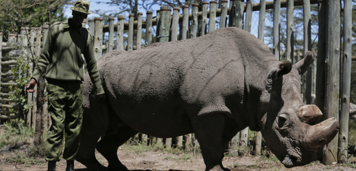 Sudan, poslední severní bílý nosorožec, zemřel v březnu tohoto roku.