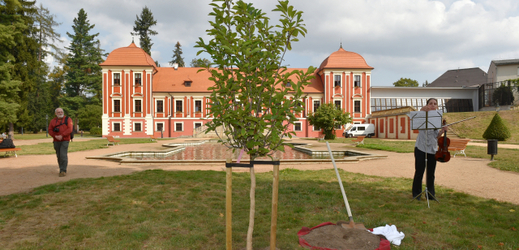 Strom na památku Olgy Havlové v Ostrově.