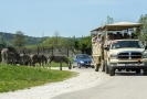 Safaribus v zoologické zahradě ve Dvoře Králové nad Labem.