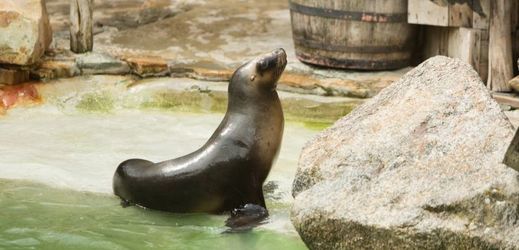 Šestiletá samička lachtana Luna, kterou zlínská zoologická zahrada získala z Německa.