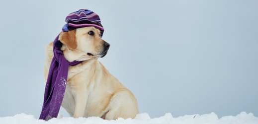 Ve velkých mrazech nezapomeňte teple obléct i svého mazlíčka.