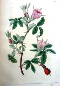 Rosa cinnamomea od Johna Lindleyho.