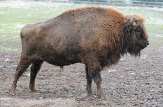 Zubr evropský.