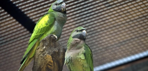 Zoo Ostrava chystá večerní komentované prohlídky zahrady.