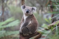 Koala medvídkovitý.