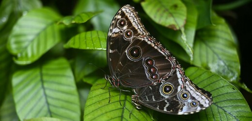 Botanická zahrada Praha představí od 19. dubna migraci tropických motýlů 