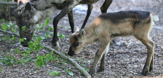 Brněnská zoo se rozrostla o mládě soba polárního, nyní je zhruba tři týdny staré