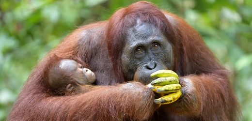 Mládě orangutana v pražské zoo je sameček, jméno bude vybráno z návrhů veřejnosti