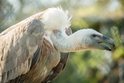 V Safari Parku Dvůr Králové nad Labem se vylíhla dvě mláďata supů bělohlavých, stalo se tak poprvé v historii zoo