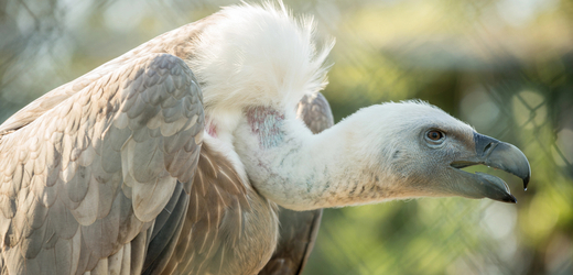 V Safari Parku Dvůr Králové nad Labem se vylíhla dvě mláďata supů bělohlavých, stalo se tak poprvé v historii zoo