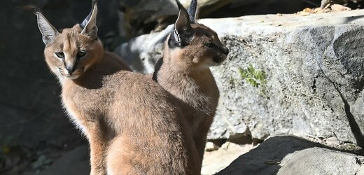 Jihlavská zoo chystá nové výběhy pro pouštní kočky a karakaly, přispěje jí kraj 