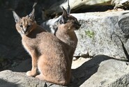 Jihlavská zoo chystá nové výběhy pro pouštní kočky a karakaly, přispěje jí kraj 