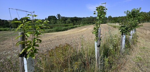 Loni se v české krajině díky agrolesnictví vysázelo 60.000 stromů