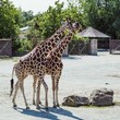 V Safari Parku Dvůr Králové začíná týdenní festival Africké dny