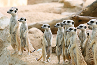 Návštěvníci liberecké zoo mohou po tři čtvrtě roce vidět surikaty