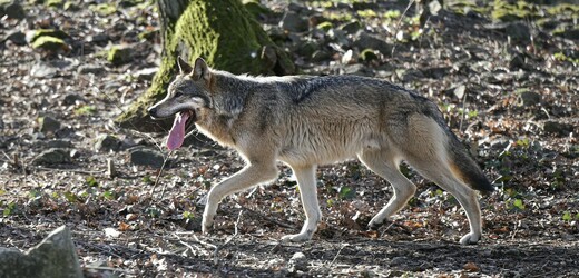 Nizozemské úřady varují před výskytem vlků v lesích u Utrechtu, vlk pokousal dítě
