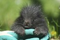 V olomoucké zoo se narodilo mládě urzona, chov těchto hlodavců je náročný