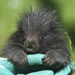 V olomoucké zoo se narodilo mládě urzona, chov těchto hlodavců je náročný