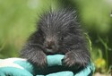 V olomoucké zoo se narodilo mládě urzona, chov těchto hlodavců je náročný