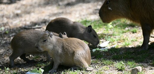 Zoo Brno má čtyři mláďata kapybar, narodila se na začátku srpna