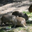 Zoo Brno má čtyři mláďata kapybar, narodila se na začátku srpna