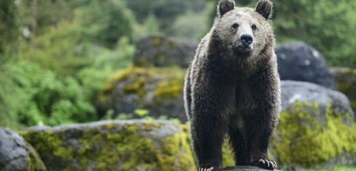 BBC: Proč divoká zvířata útočí na člověka?