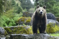 BBC: Proč divoká zvířata útočí na člověka?