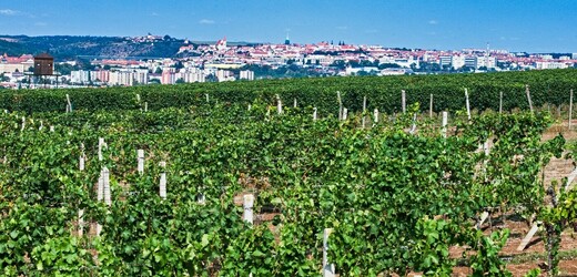 Nejpestřejší vinice v Česku je na Znojemsku, prověřují v ní nové odrůdy