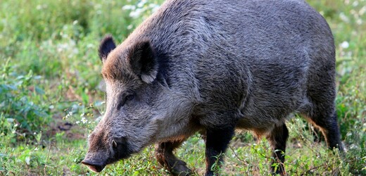 Na divoká prasata Jablonec nad Nisou znovu nastražil odchytovou klec