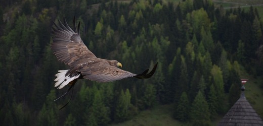 Orel v Norsku napadl čtyři lidi, podle experta měl zřejmě poruchu chování