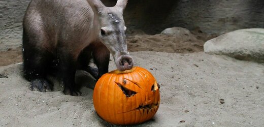 Zoo Dvůr Králové vstoupila do vedlejší sezony, chystá Týden duchů