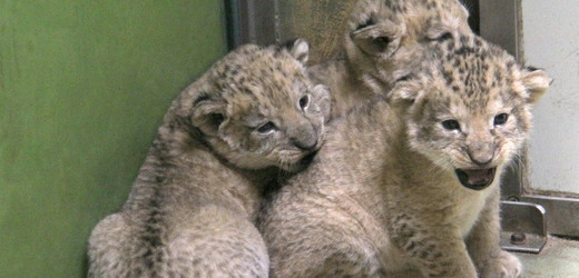  V Zoo Hodonín přišla na svět mláďata lva berberského, v přírodě vyhynulého