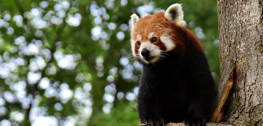 Zoo Praha otevře výstavu světelných instalací ztvárňující zvířata a rostliny