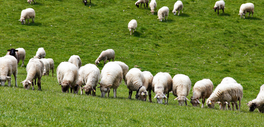 Farmáři rozšiřují pastvu ovci pod solárními panely, je šetrnější než sekačky