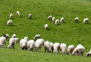 Farmáři rozšiřují pastvu ovci pod solárními panely, je šetrnější než sekačky