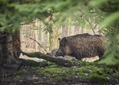 Primátor Jablonce nad Nisou doufá, že odstřel divočáků pomůže i městu