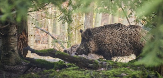 Primátor Jablonce nad Nisou doufá, že odstřel divočáků pomůže i městu