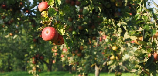 Do Aleje vzpomínek v Ralsku vysázejí školáci dalších 40 ovocných stromů