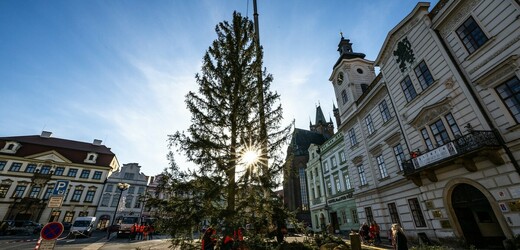 Vánoční strom v Hradci Králové má 21 metrů, o polovinu víc než v minulosti