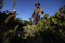 Afghánští vinaři. Ne všichni vesničani však mají rozumnou práci.