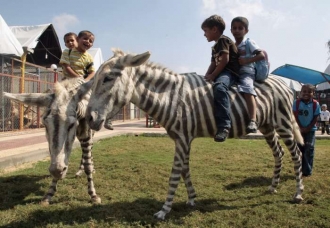 Chlapci na oslících v zoo v Gaze.