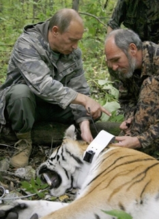 Putin pomáhá připevnit na krk šelmy vysílačku.