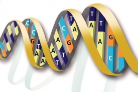 DNA museli vědci poskládat z kratičkých zlomků.