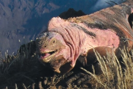 Samec růžového leguána, nového druhu z Galapág