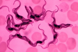 Trypanosoma tentokrát pomohla, ale jinak je původcem spavé nemoci.