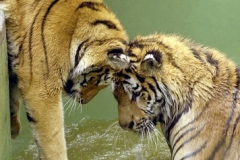 Tygři - ilustrační foto